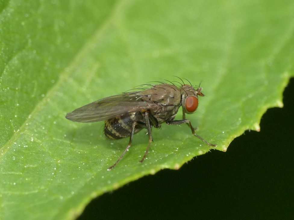 Piccolo dittero nero